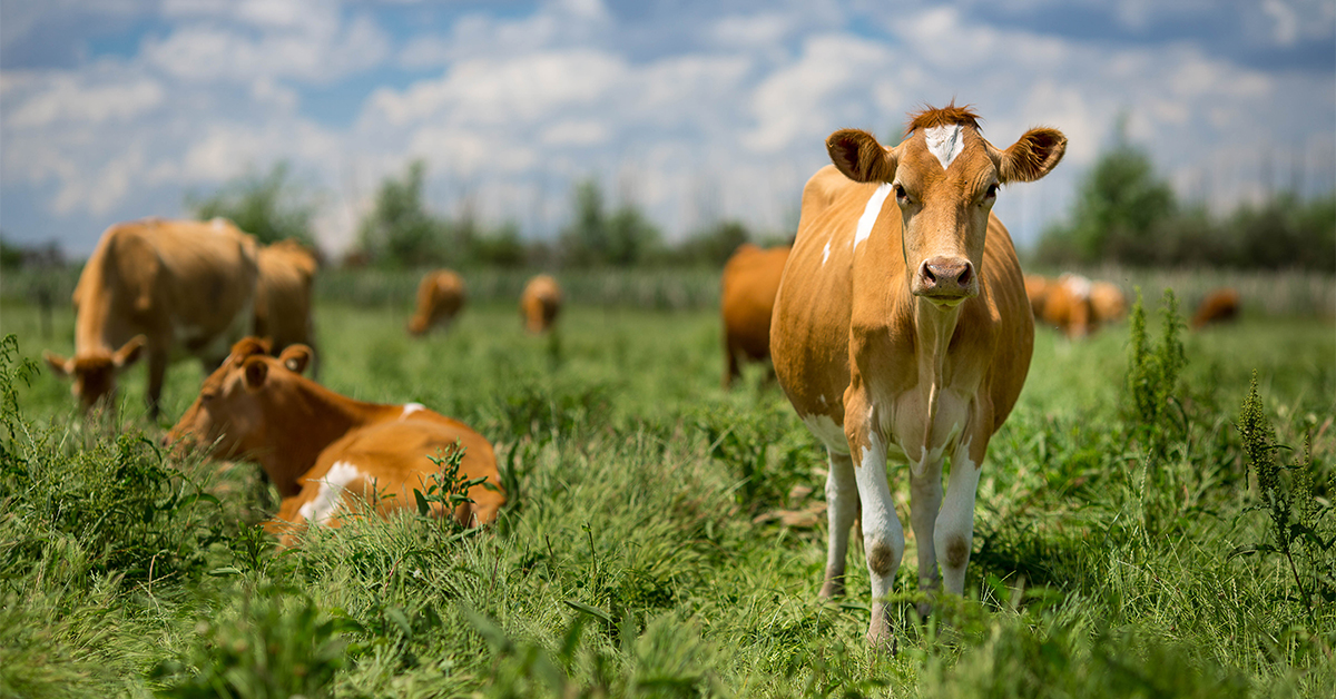 The Importance of Using Organic, Grass-Fed & Grass-Finished Beef Tallow for Our Tallow Creams
